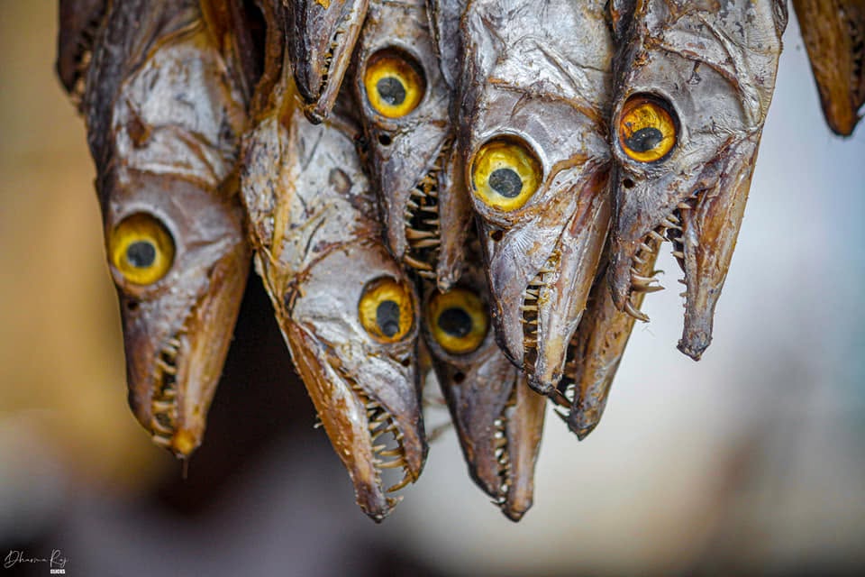 Close-up of dried fish at a local market